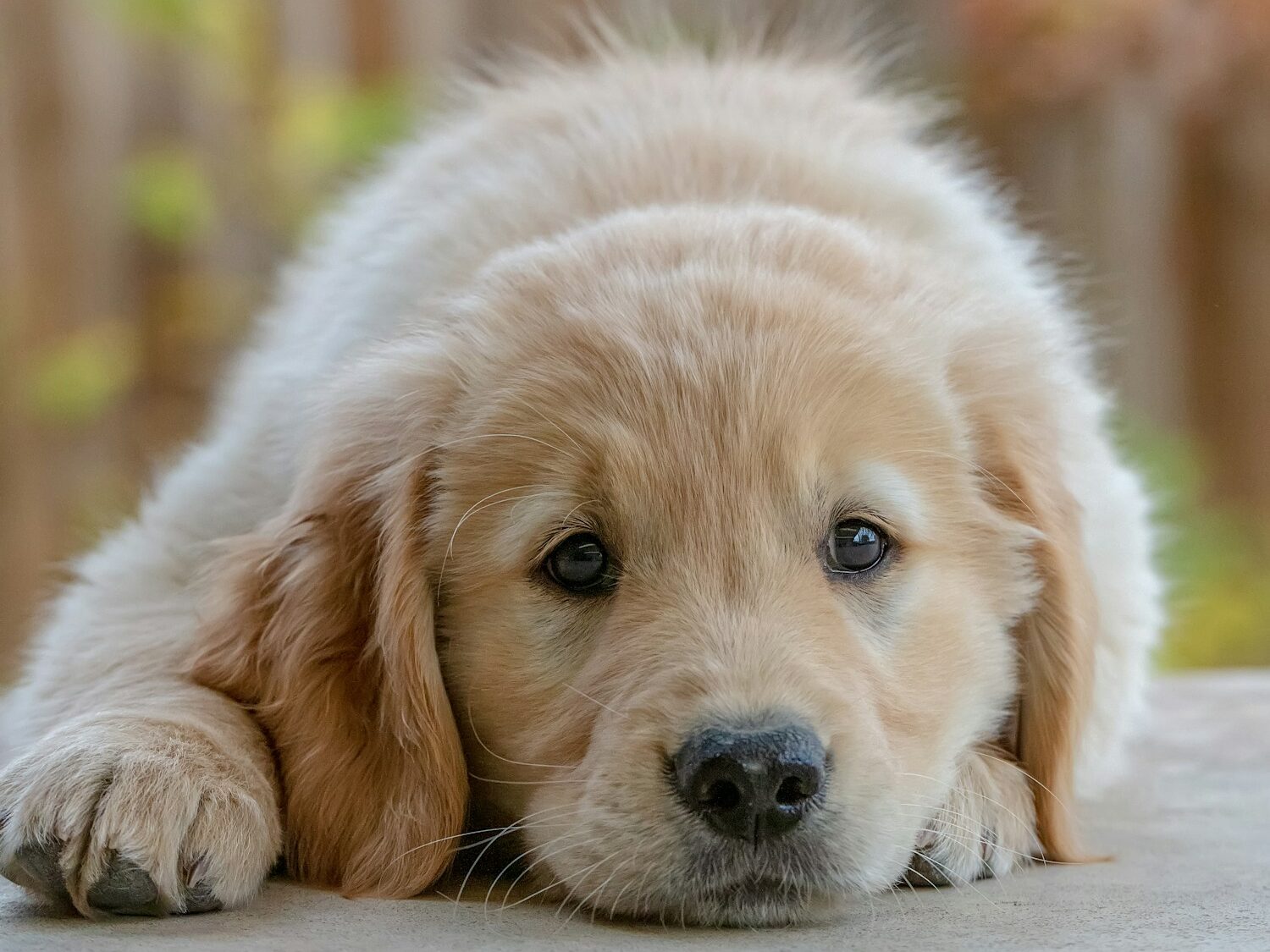 golden retriever puppy lying on floor
