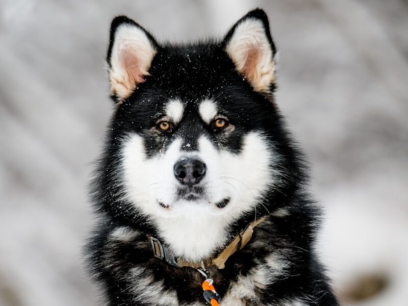 a black and white dog sitting in the snow