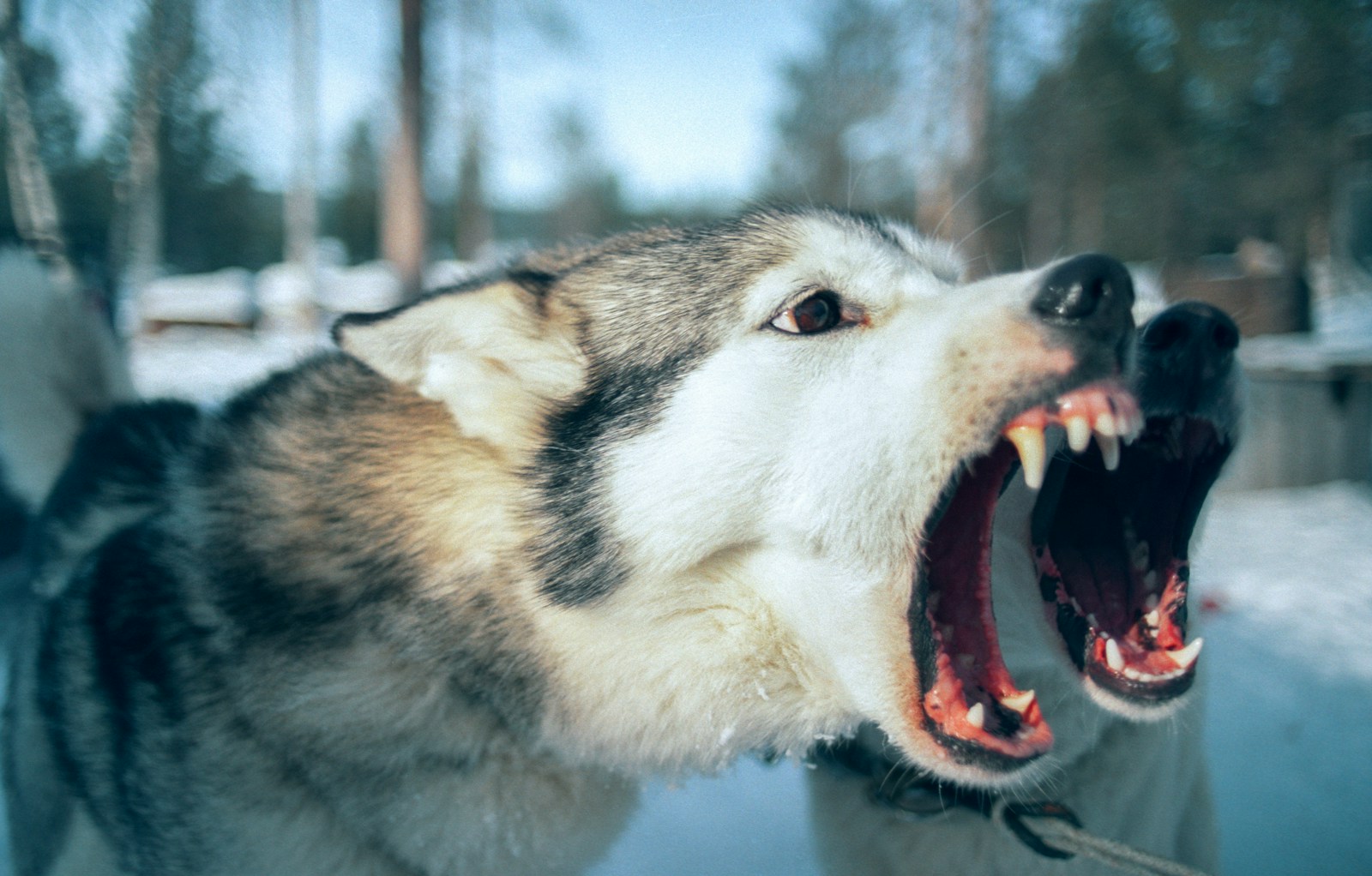 a close up of a dog with its mouth open