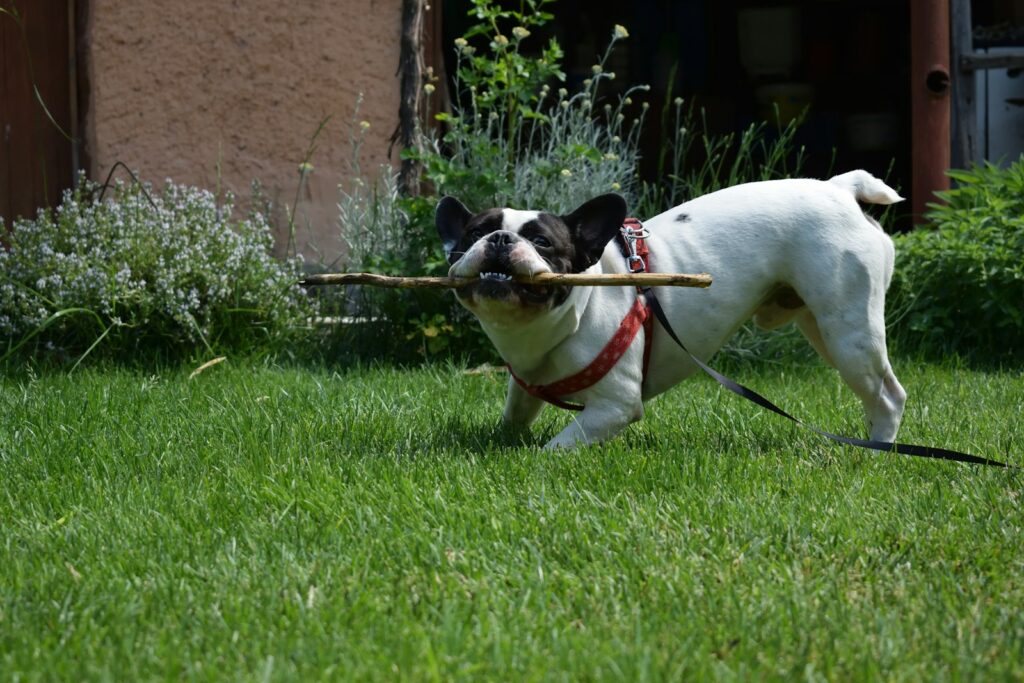 white and black short coated dog on green grass field during daytime