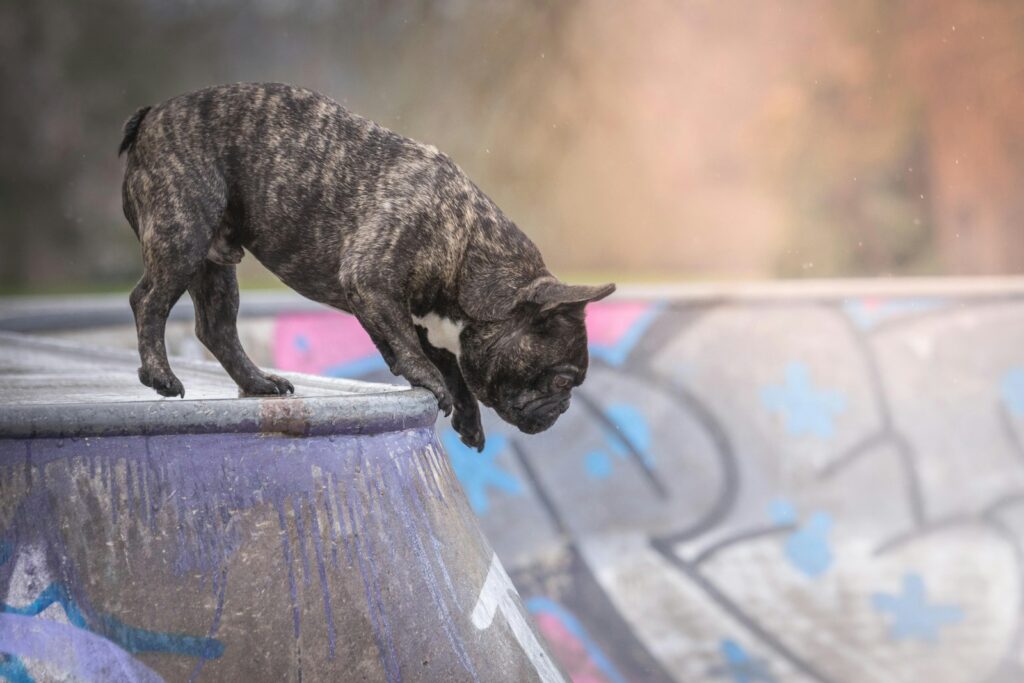 short-coated brown dog