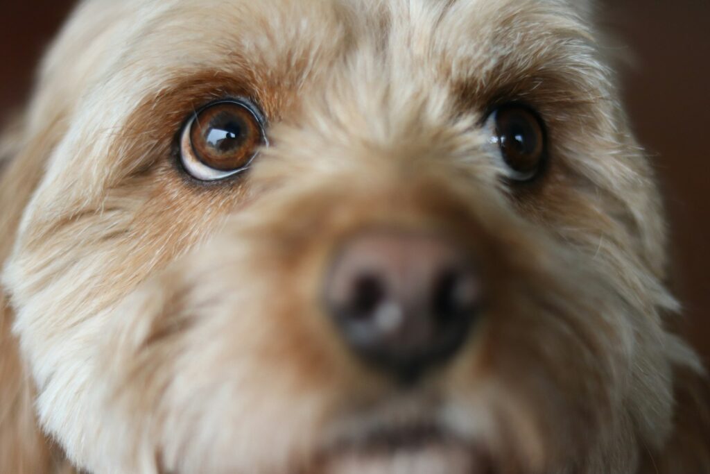 A close up of a dog's face looking at the camera