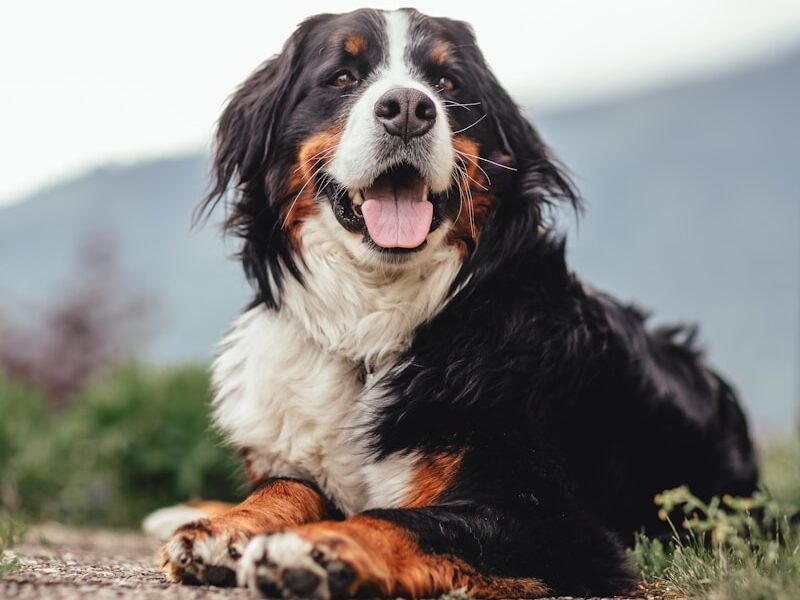 a dog lying on the ground