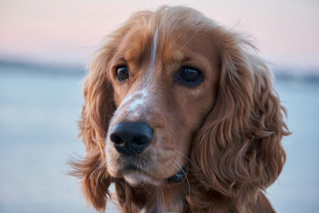 a dog with a sad face