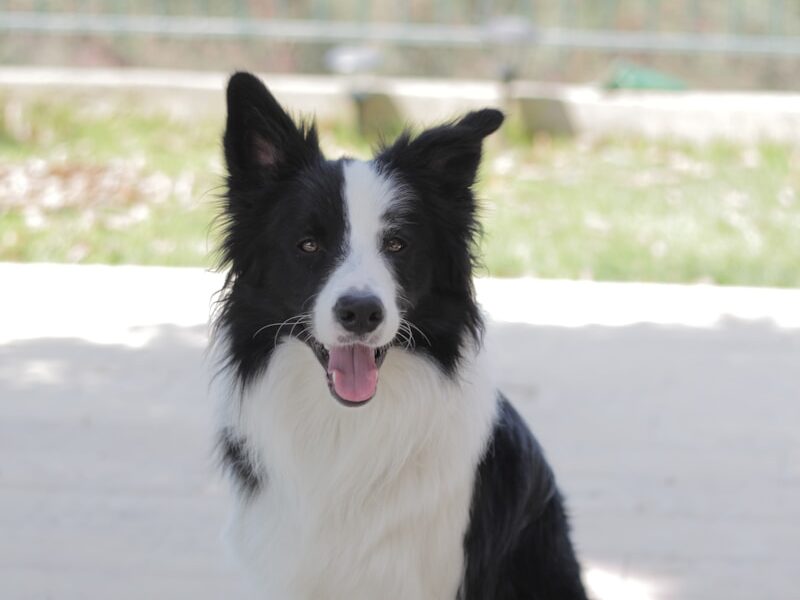 short-coated white and black dog sitting on floor