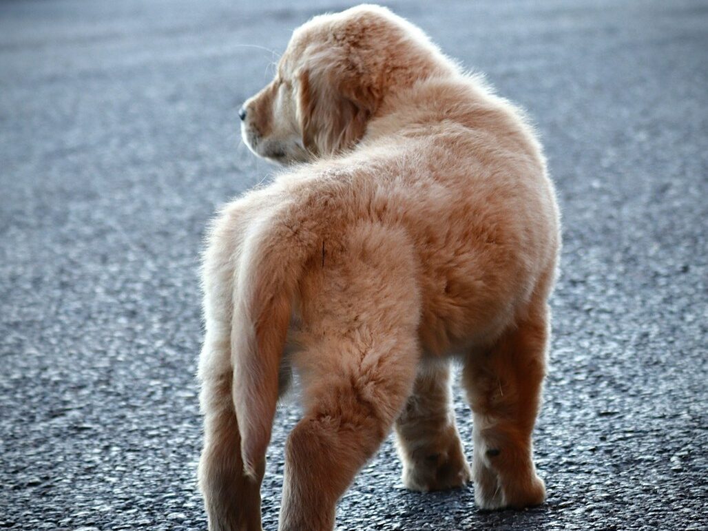a small dog standing on top of a gravel road