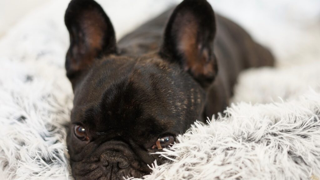 a dog lying on a blanket