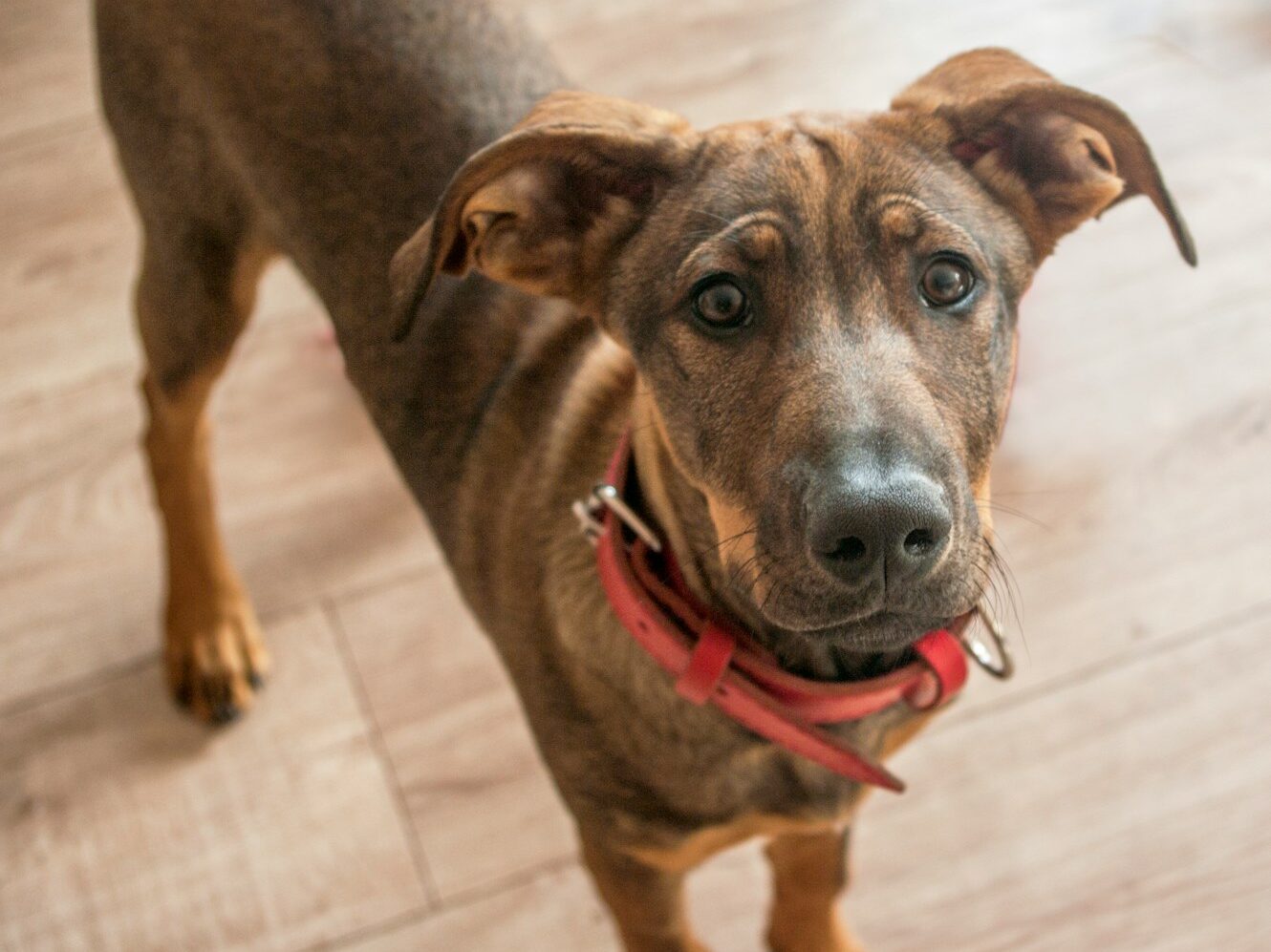 a brown dog standing on top of a wooden floor