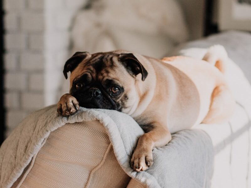 fawn pug lying on gray blanket