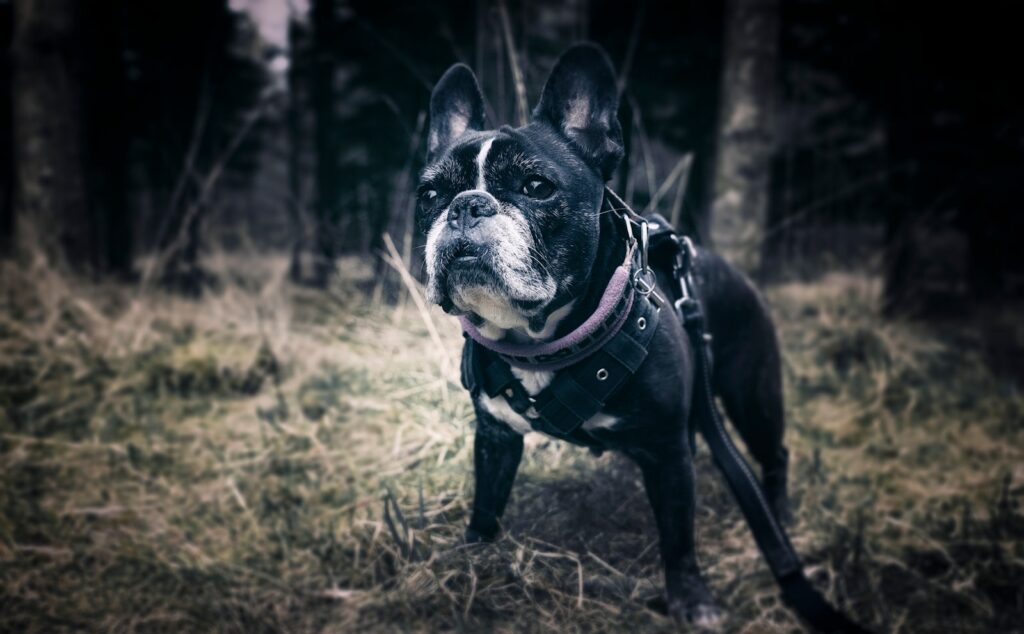 black and white short coated dog on green grass field during daytime