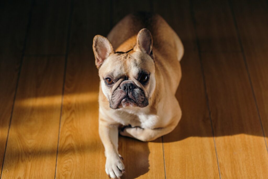 a small dog sitting on a wooden floor
