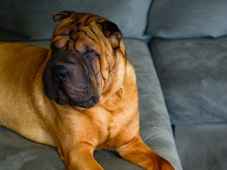 a large brown dog laying on top of a gray couch