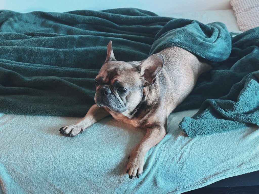 a dog lying on a bed