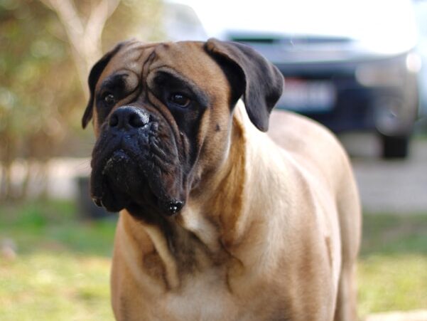 a brown dog standing on top of a lush green field