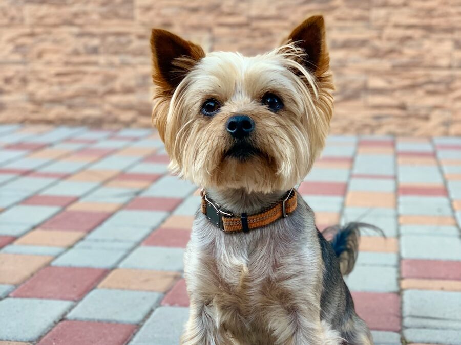 adult black and tan Yorkshire terrier