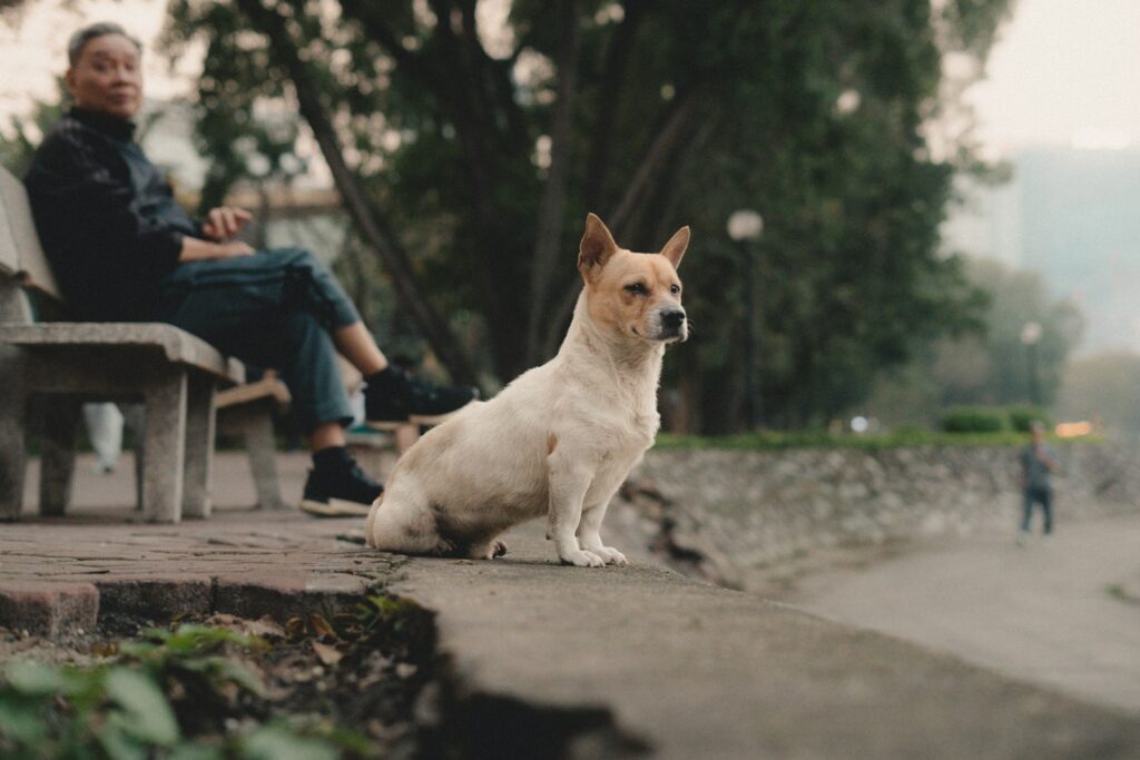 Dog sits proudly while owner rests nearby.