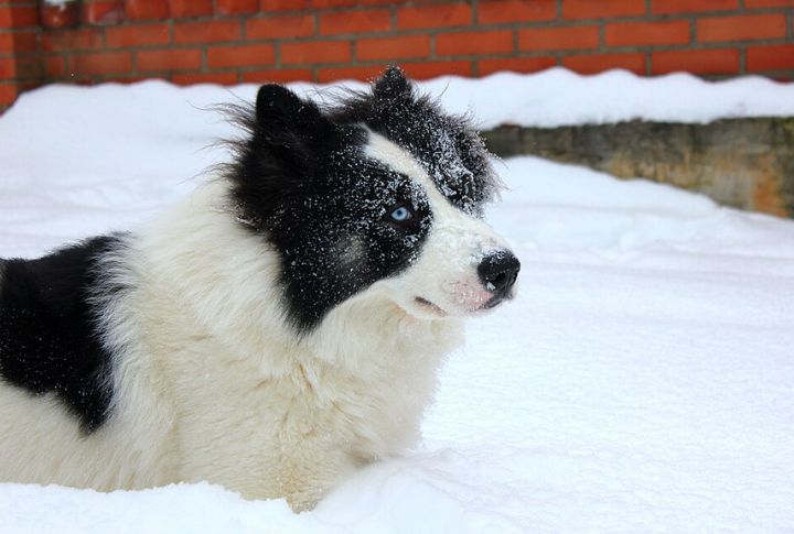 Yakutian Laika