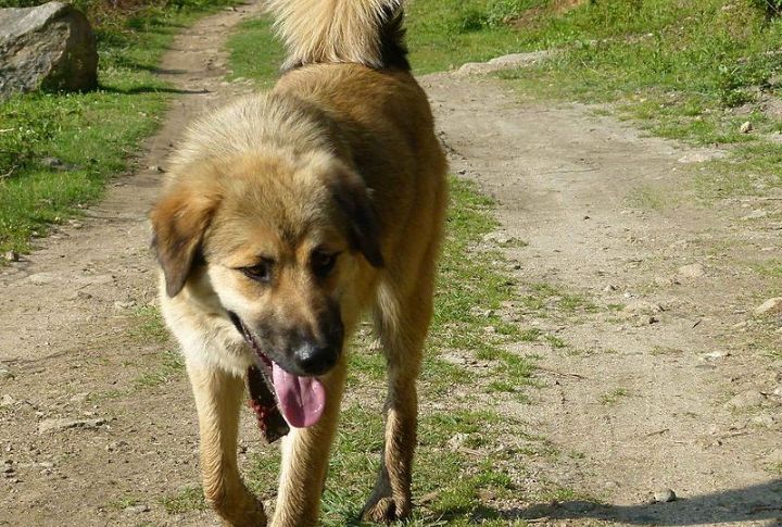 Himalayan Sheepdog