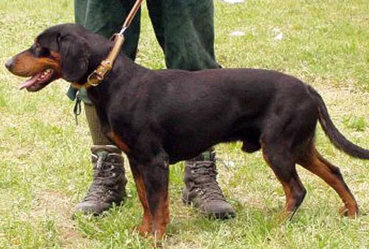 Not Your Average Hound