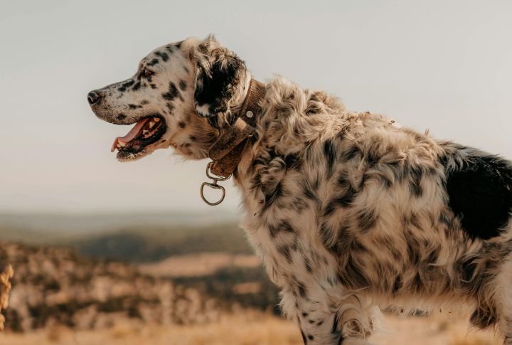 English Setter