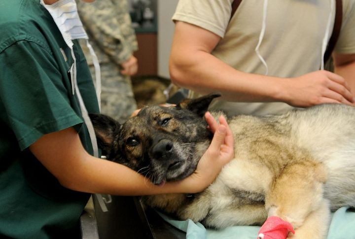 Often Misdiagnosed By Vets