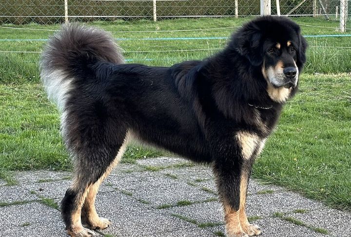 Tibetan Mastiff