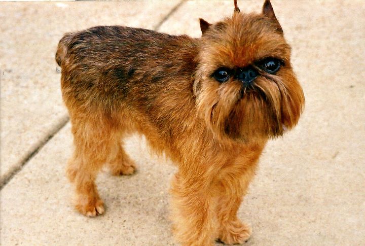 Brussels Griffon