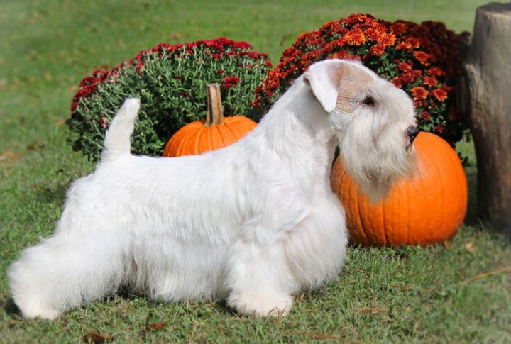 They Were Bred To Hunt Without Making A Sound