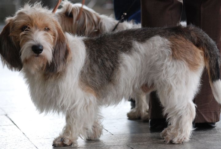 Where This Dog Came From