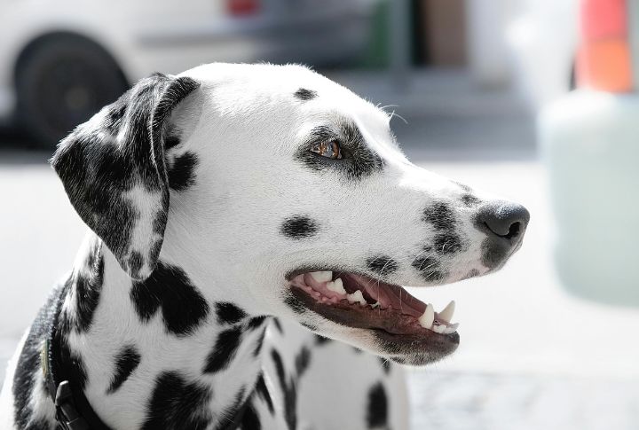 Dalmatian