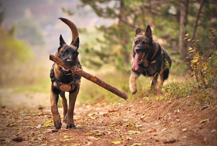 German Shepherd