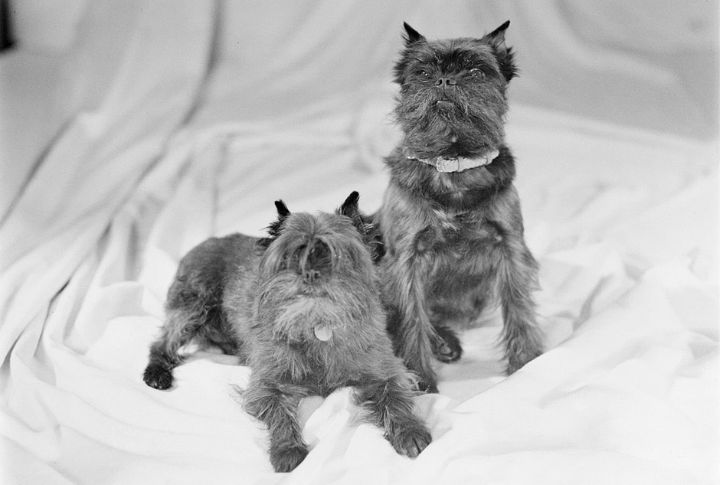 Breed Origins And Genetic Influence