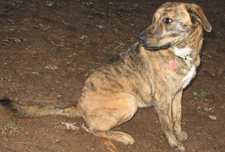 Distinctive Brindle Coat