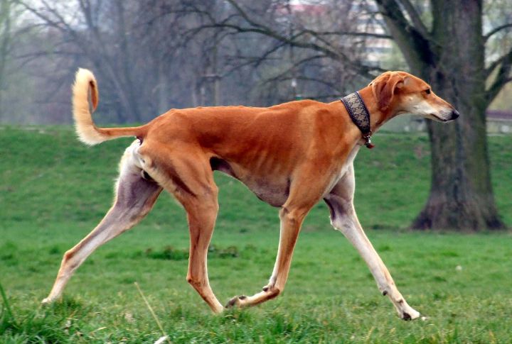 Saluki