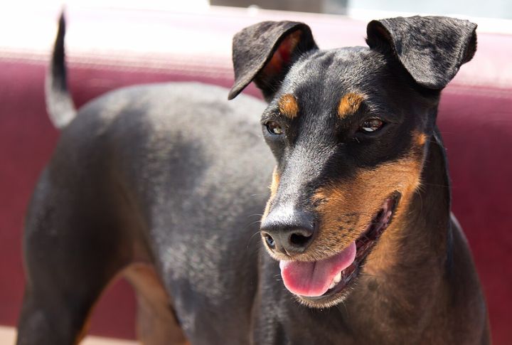 One Of The First Recognized Terrier Breeds

