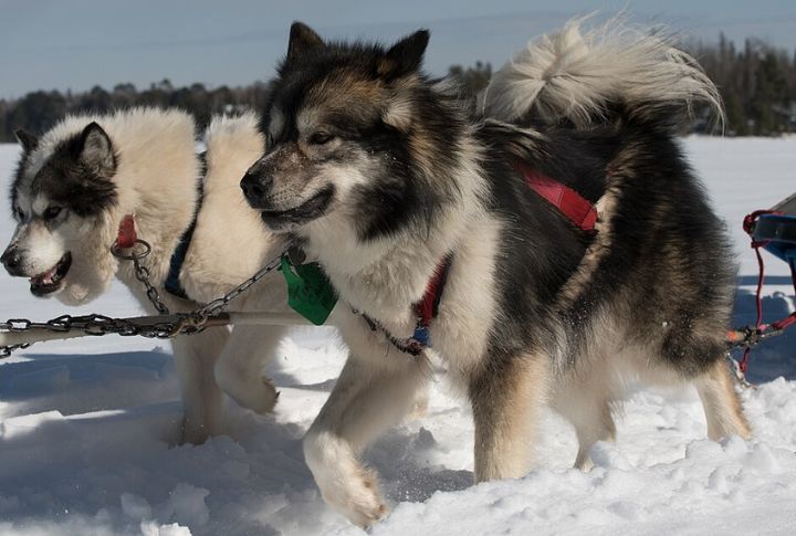 Canadian Eskimo Dog