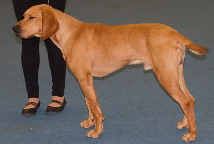 North Carolina State Dog