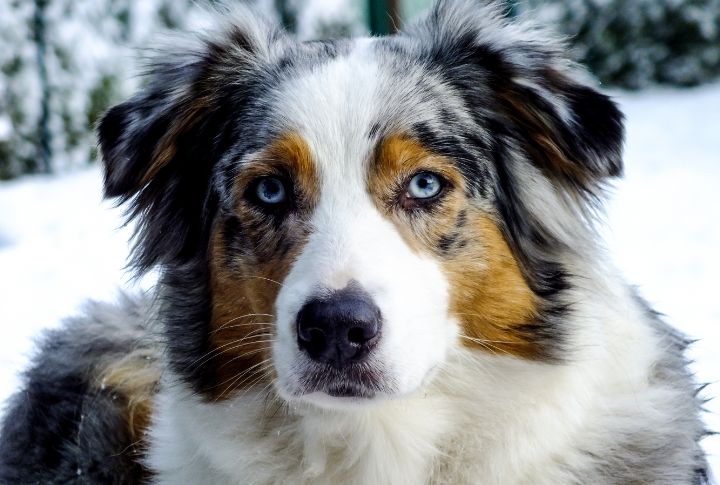 Australian Shepherd