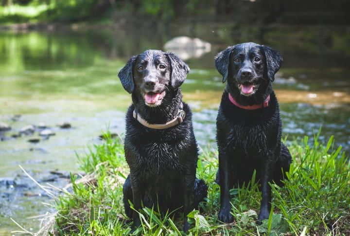Labrador Retriever
