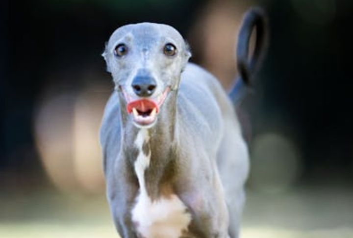 Italian Greyhound