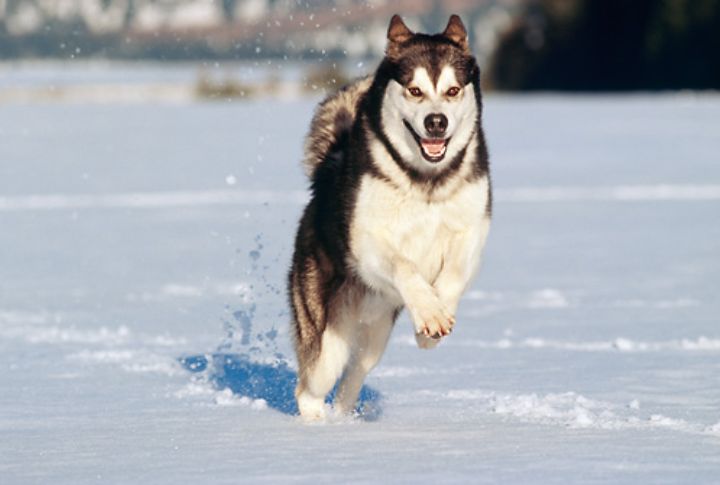 Alaskan Malamute