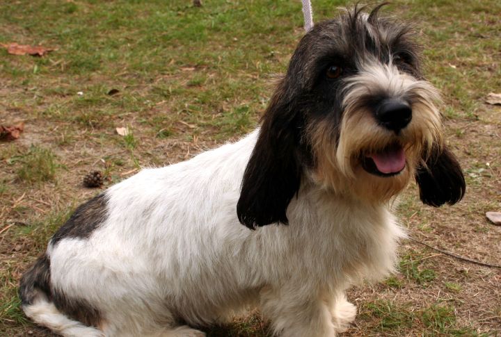 Personality That Earned The Nickname "The Happy Breed"