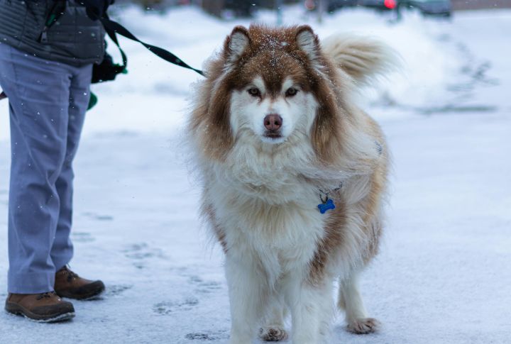 Siberian Husky