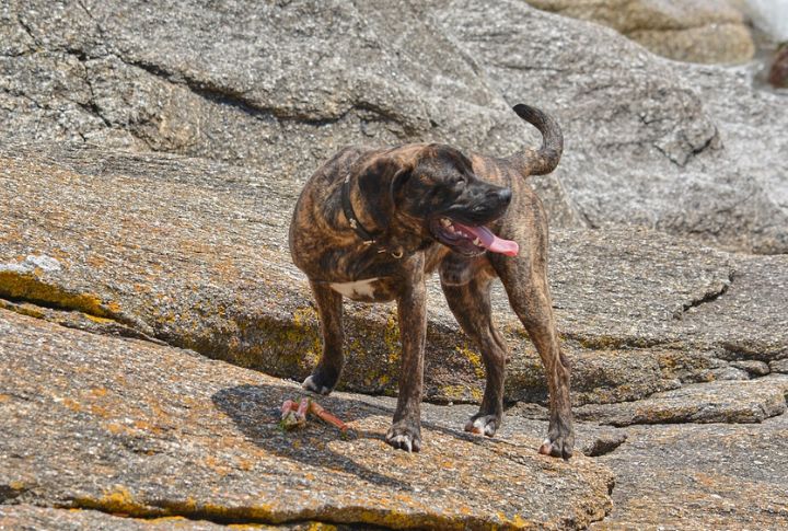 Only Non-English Coonhound
