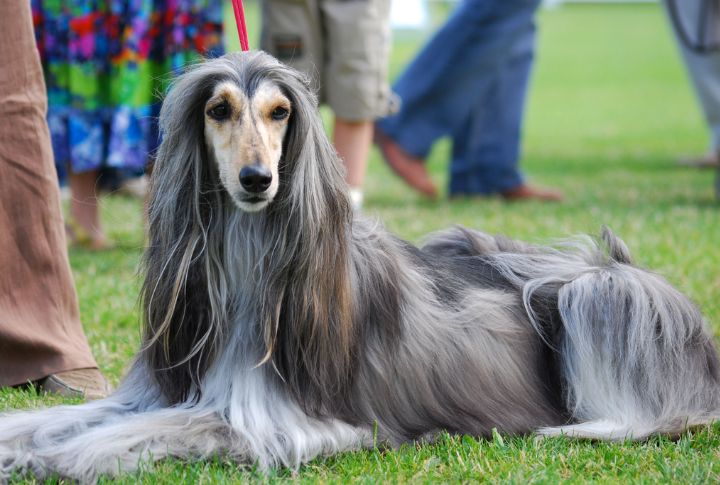Afghan Hound