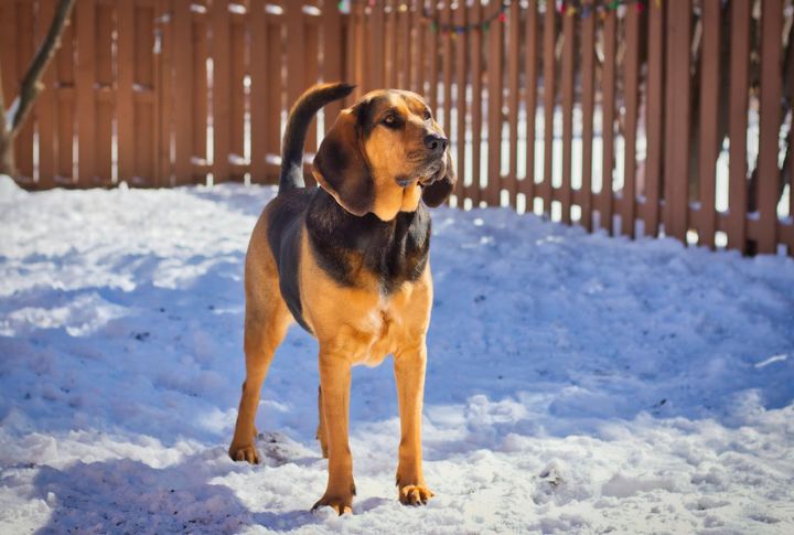 Bloodhound