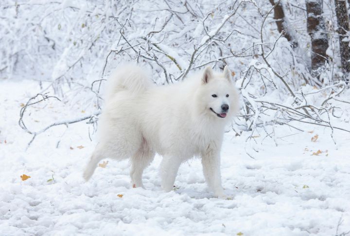Samoyed