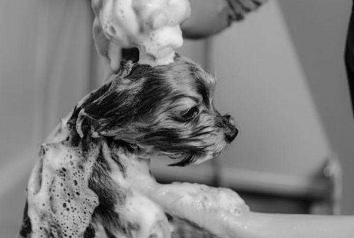 Grooming Essentials