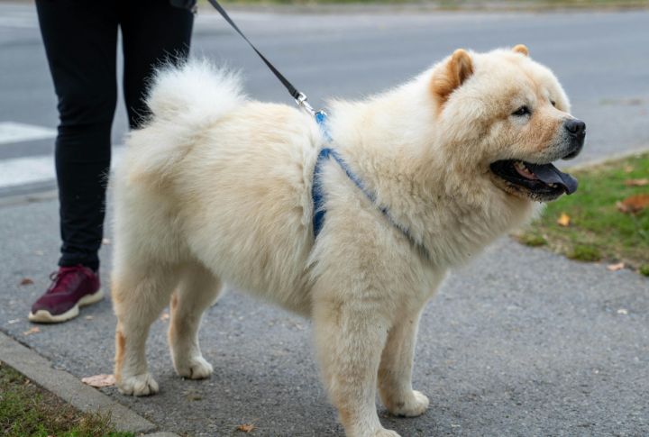 Chow Chow