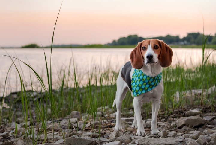 Beagle